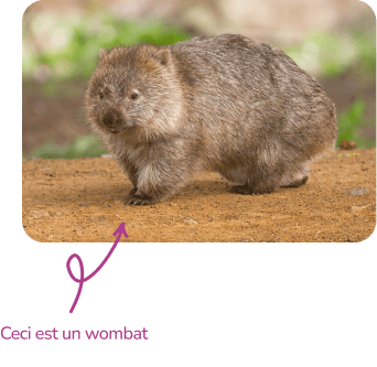 Explication nom Woombat